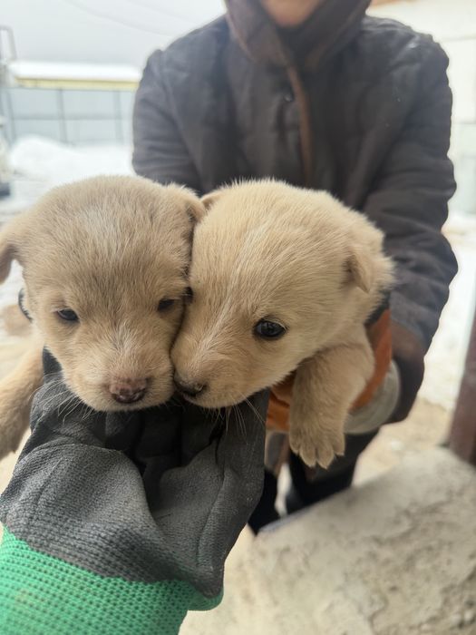 Отдам красивых щенков