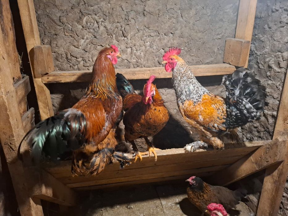 Продам петухов молодых