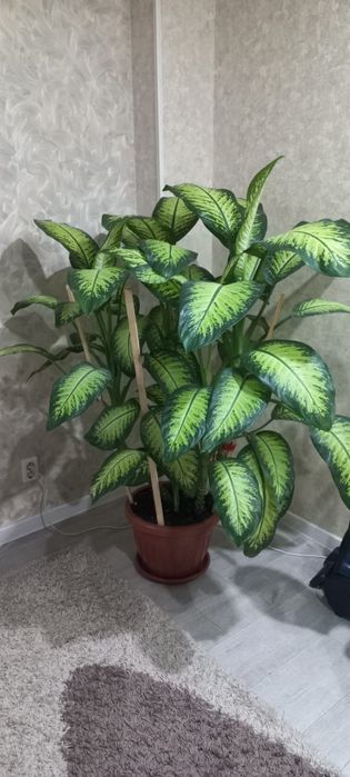 Продам цветок Дифенбахию