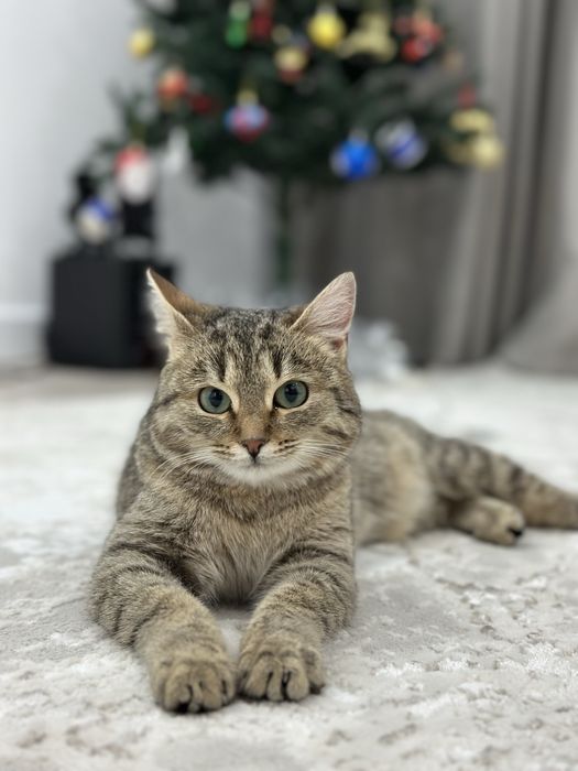 Кошка пол года девочка