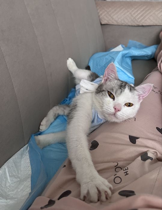 Пристрою кошечку