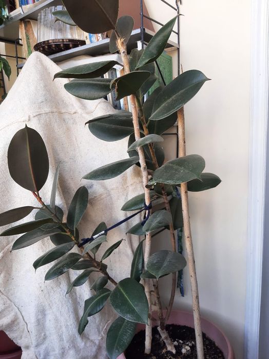 Продаю комнатные цветы.