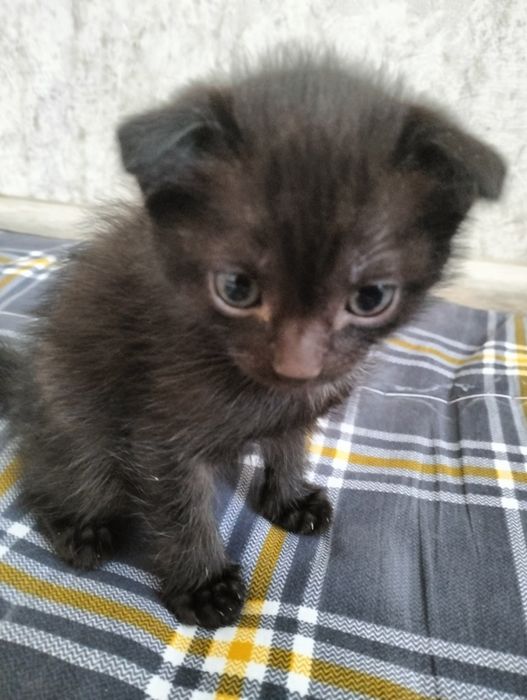 Отдам британских котят бесплатно