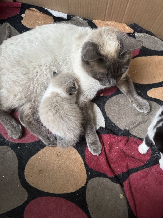 Котик сиамский маленький