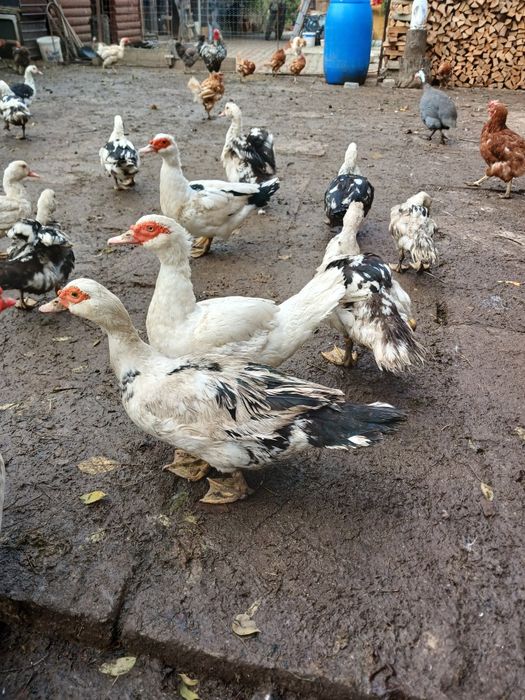 Vând rațe leșești