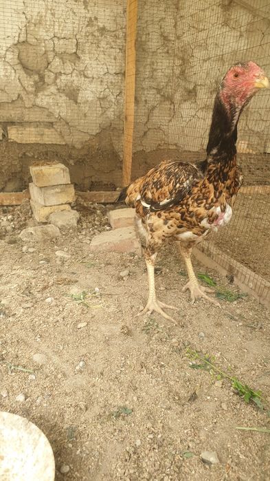 Sotiladi Dakan tovuq