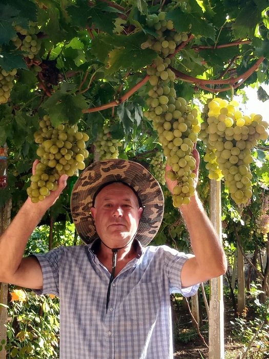 Лозов посадъчен материал