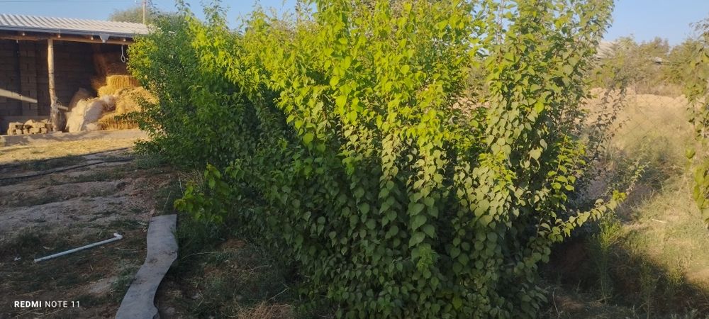 OʻRIK koʻchatlar Payvand qilinmagan yaxshi OʻRIK DANAKDAN ekilgan