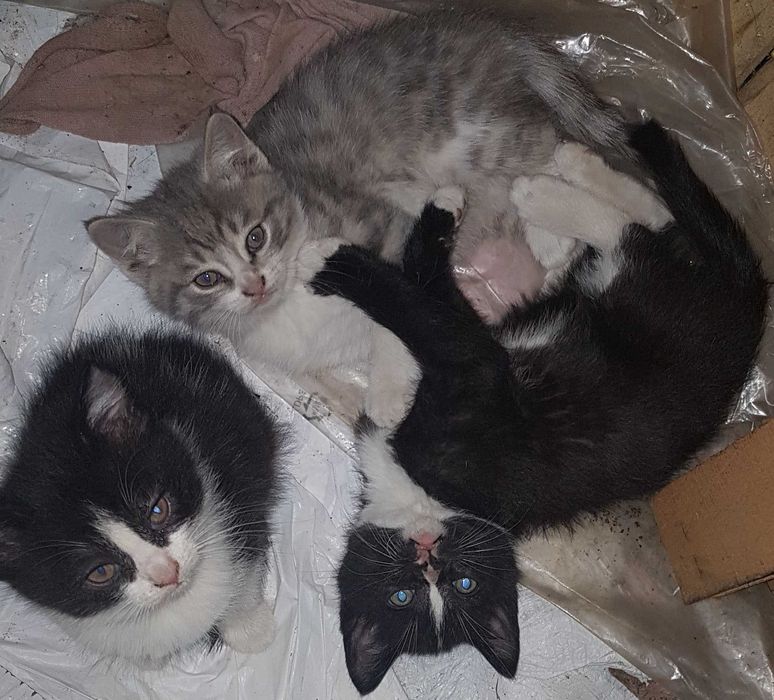 Отдам котят в хорошие руки