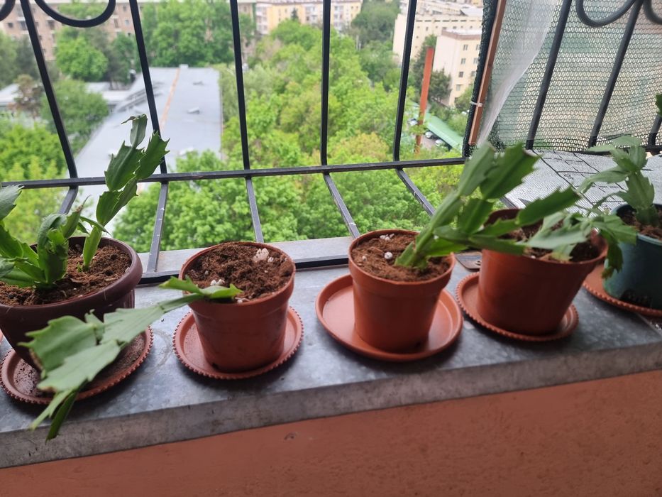 Декбрист комнатных цветок Янги пересадка килинган 3-4 кунда жонланиб к