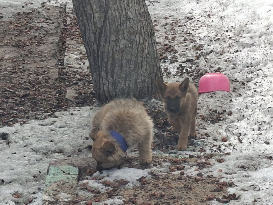 Продаются  щенки  ВЕО