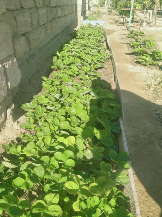 Продам рассаду клубники