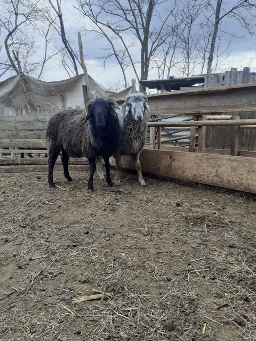Vand doi berbeci , fiecare ade 2 ani . Pretul este de 1900 de lei buca