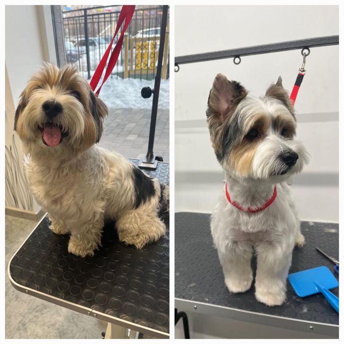 Экспресс линька для котиков