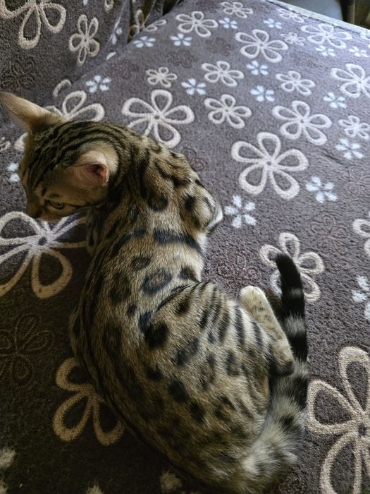 Бенгальский котенок