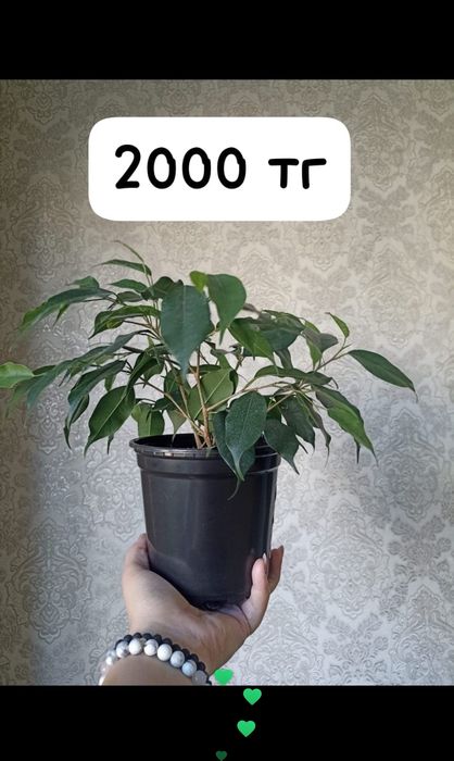 Продам домашние цветы