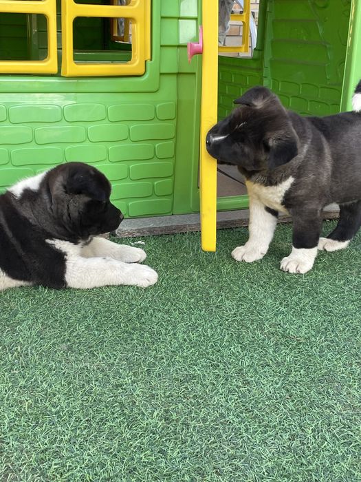 американские акитята