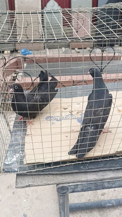 Голуби голоногие