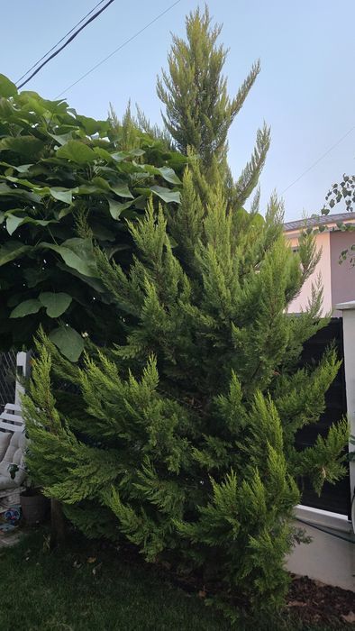 Leylandii Gold Crest, planta superba, inaltime 5 m