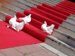 Porumbei albi pentru evenimente