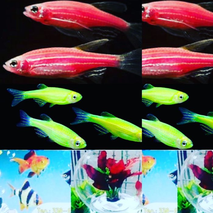 Рыбка петушок. Навои Торайгырова