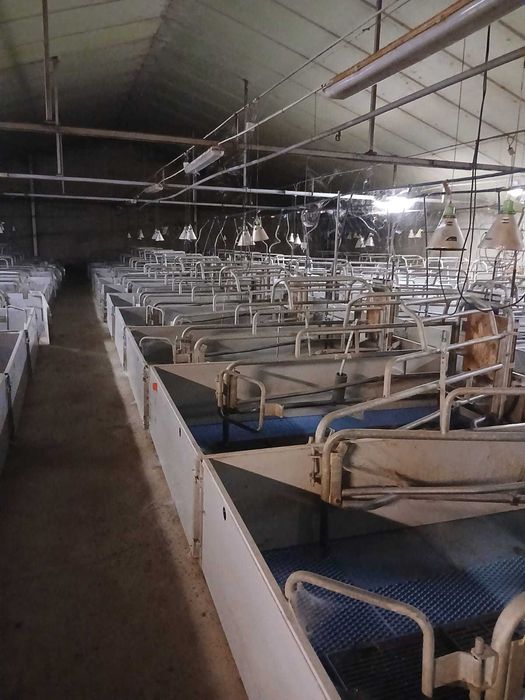 Boxe pentru fătare și furajare de vânzare