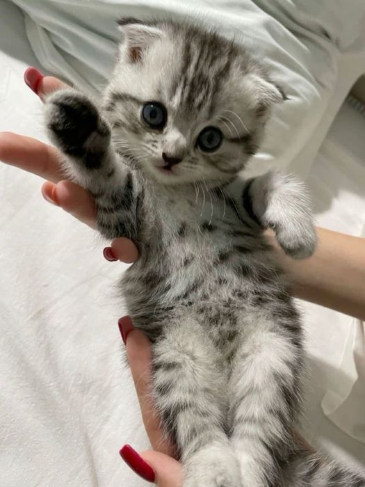 Котята породистые скоттиш страйт