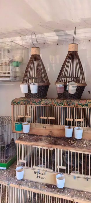 Певчие Италия бедана молодые