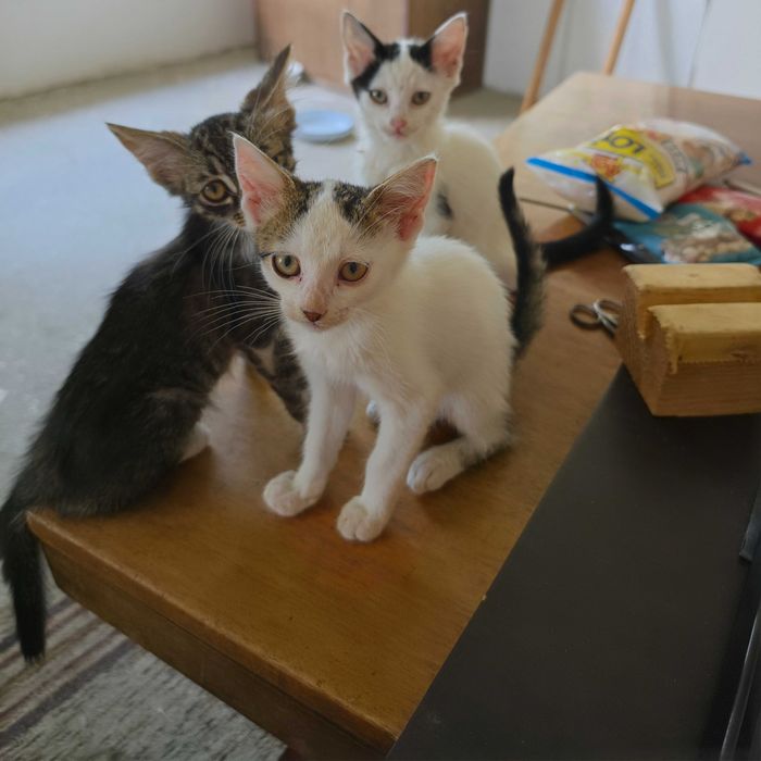 3 Новородени Котета
