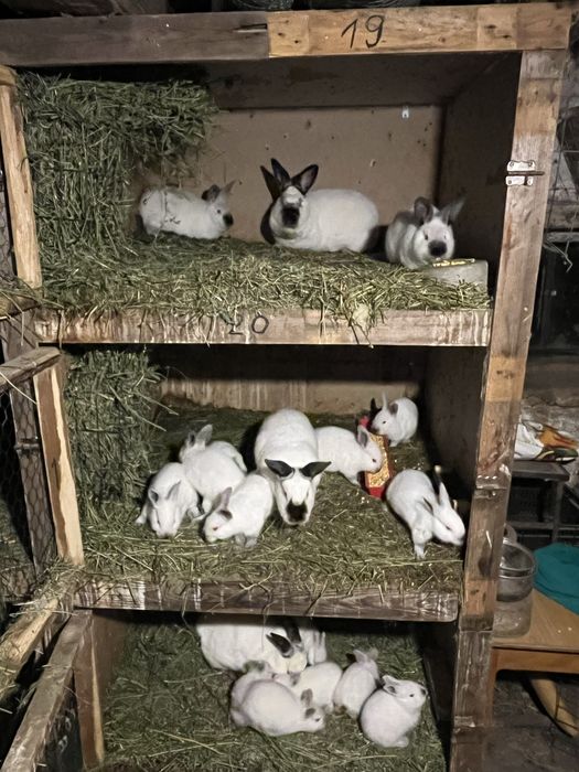 Vand iepuri de rasa californian