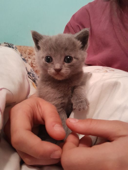 Отдадим котят в добрые руки