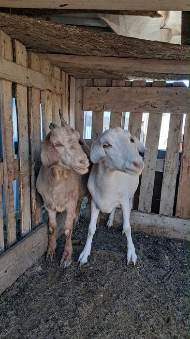 Продам коз срочно хорошые
