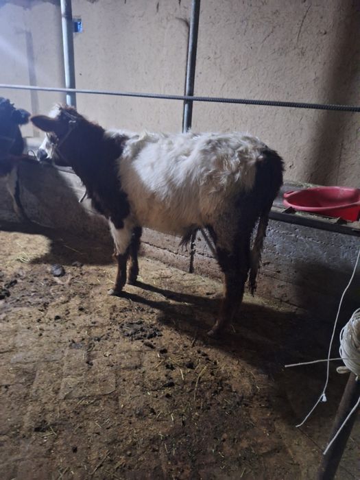 Buqacha sotiladi yep ichishi zor