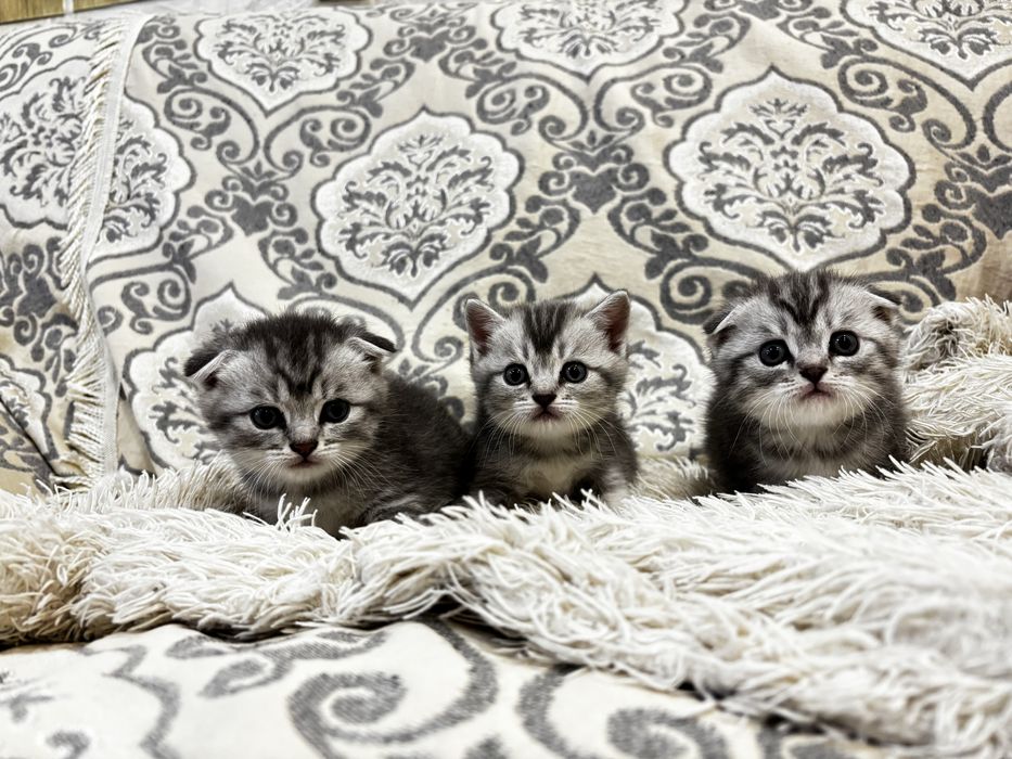 Котенок маленькие