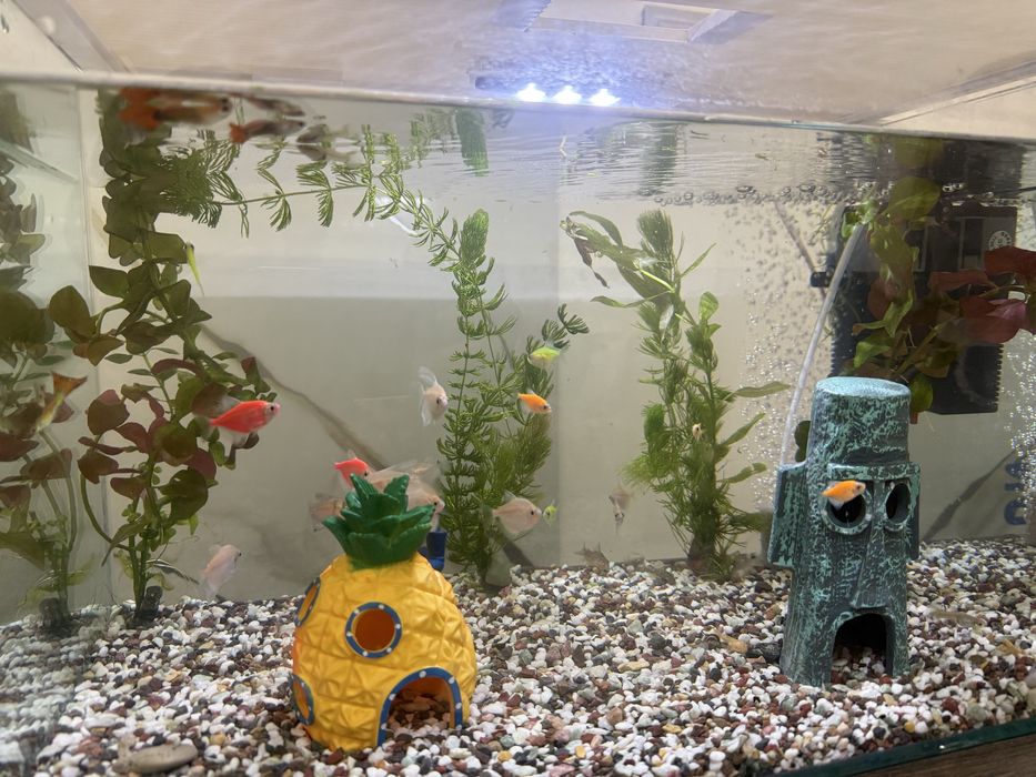 Рыбы Тернеции обмен рыбы, аквариум тернеции