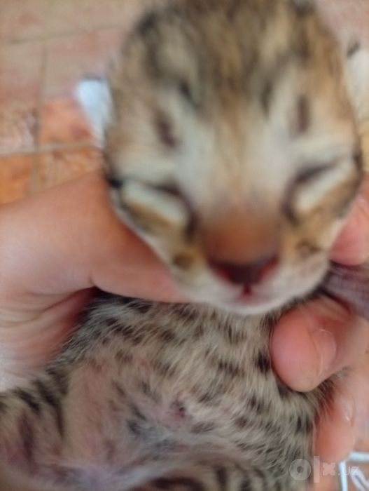 Котёнок мальчик и девочка
