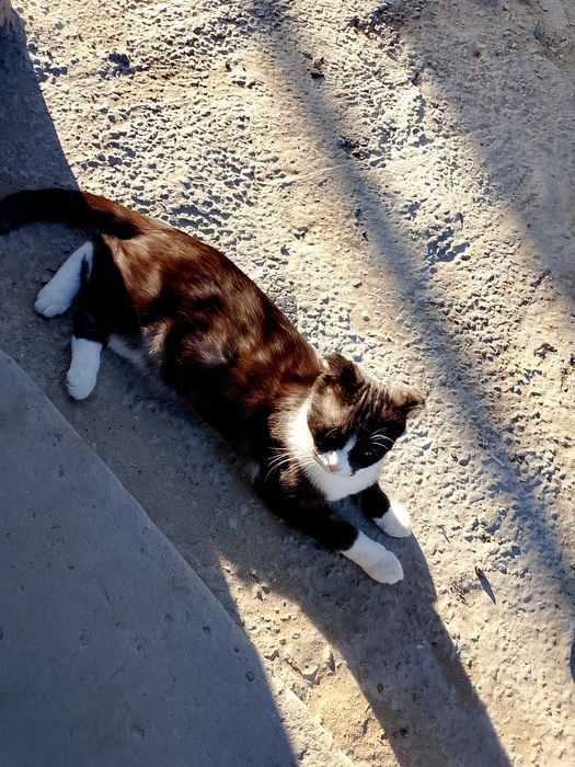 Отдам кошку в добрые руки