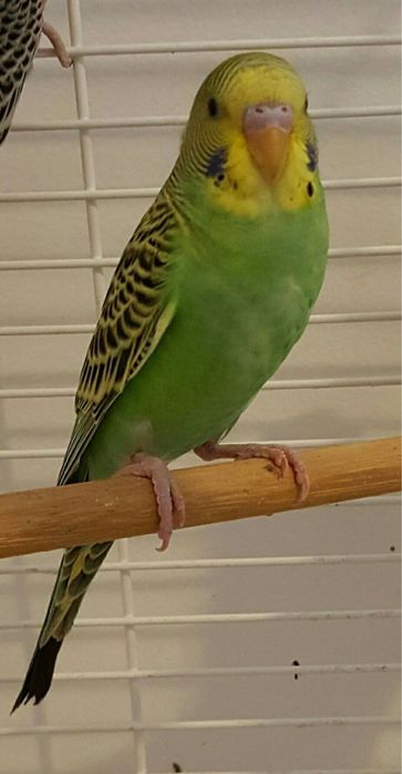 Волнистые папугай