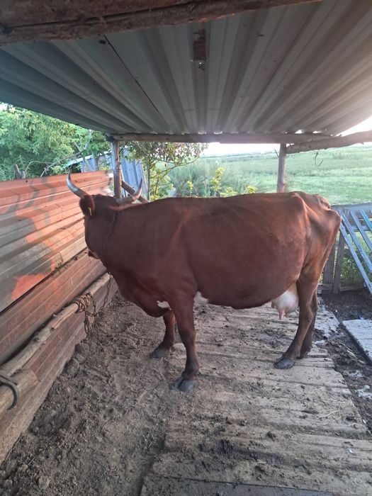 Продам Дойную корову