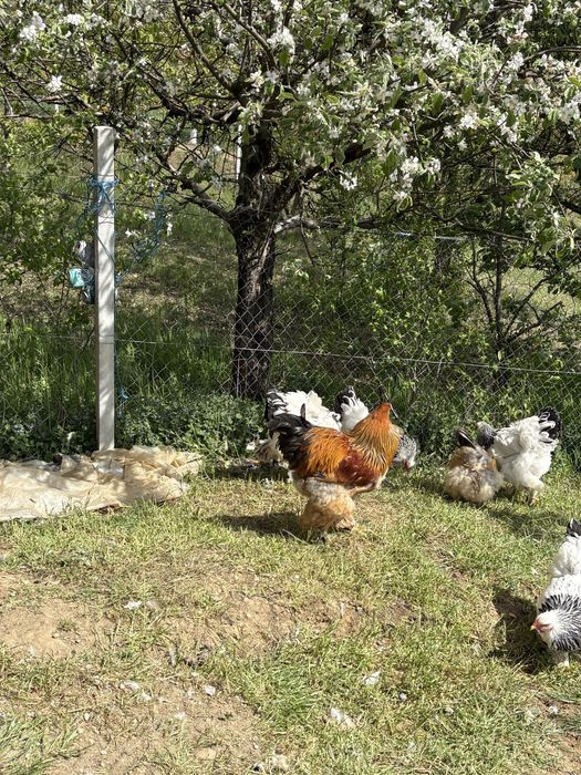 Cocoș Brahma de vanzare