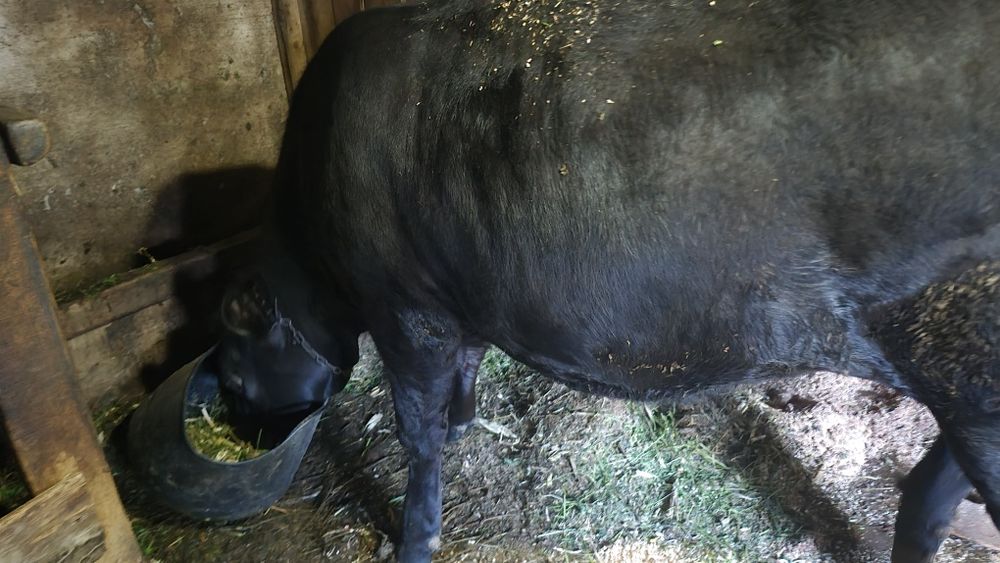 Vand junica angus