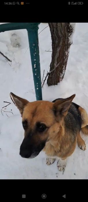 Щенкам нужен дом