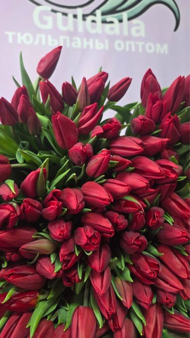 Тюльпаны опт и розница