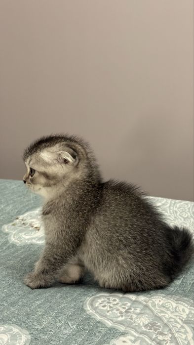 Вислоухие котята