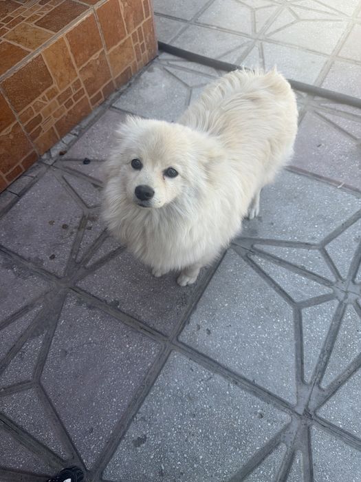 Шынка шпиц сатилады