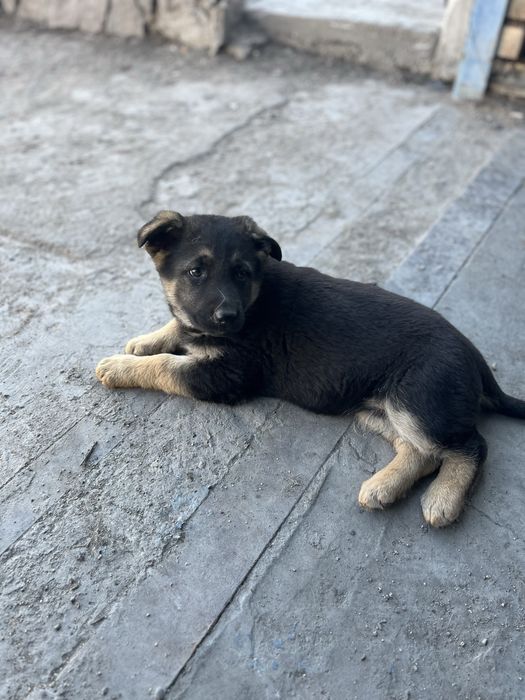 Продам щенка вео