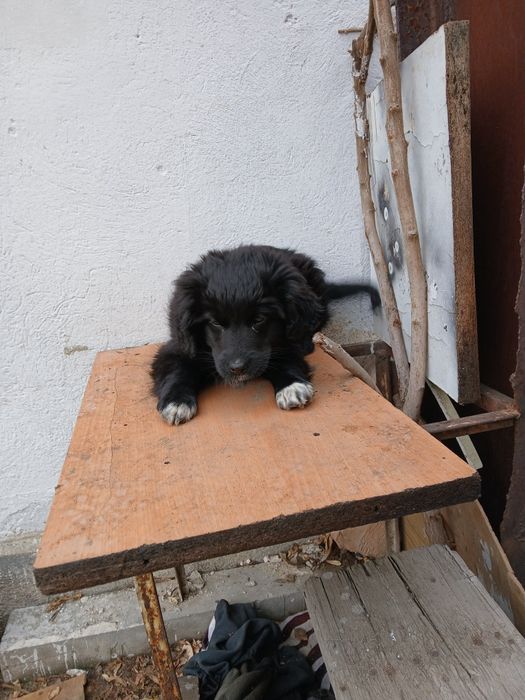 Отдам в добрые руки собачку