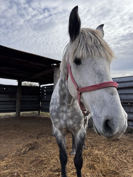 Продается Мерин, 7 лет