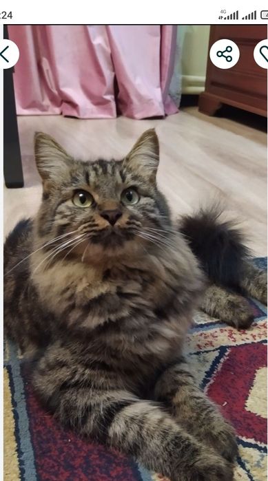 Сибирские котята