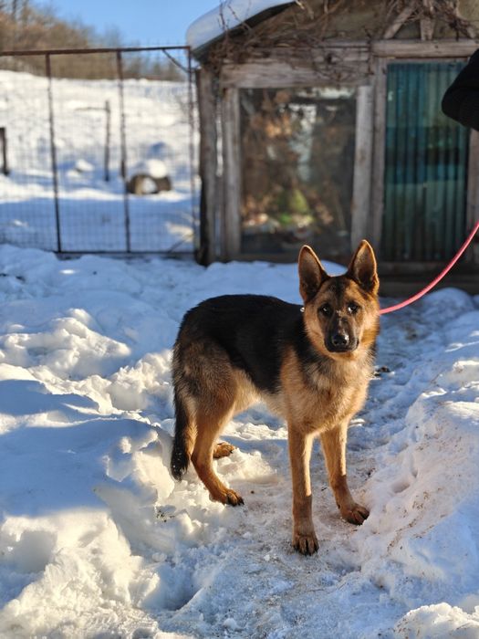 Mascul Ciobanesc german